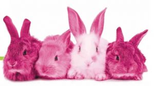 The True Story of the Hot Pink Bunnies