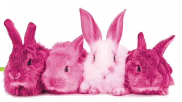 The True Story of the Hot Pink Bunnies - Cricket Media, Inc.